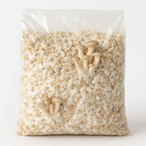 Oyster Mushroom